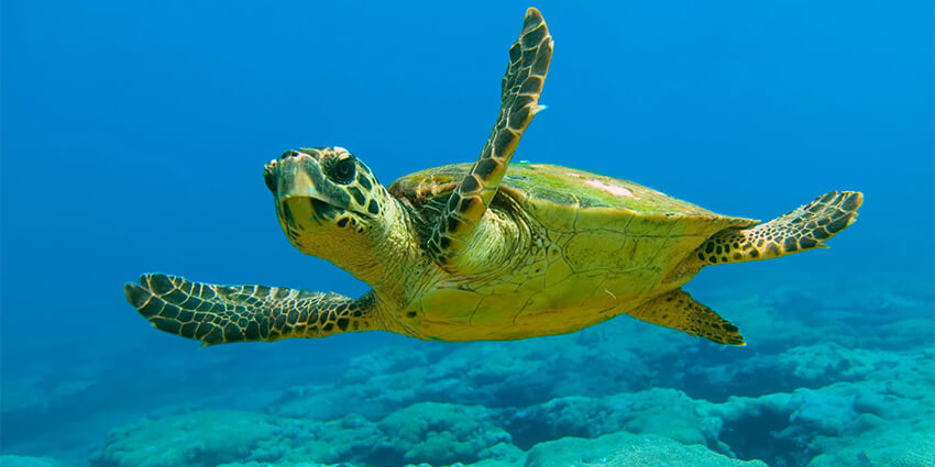 Caretta Caretta Turtles